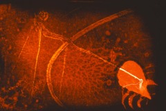 elab-digitale-1998-1