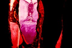elaborazione-digitale-1999